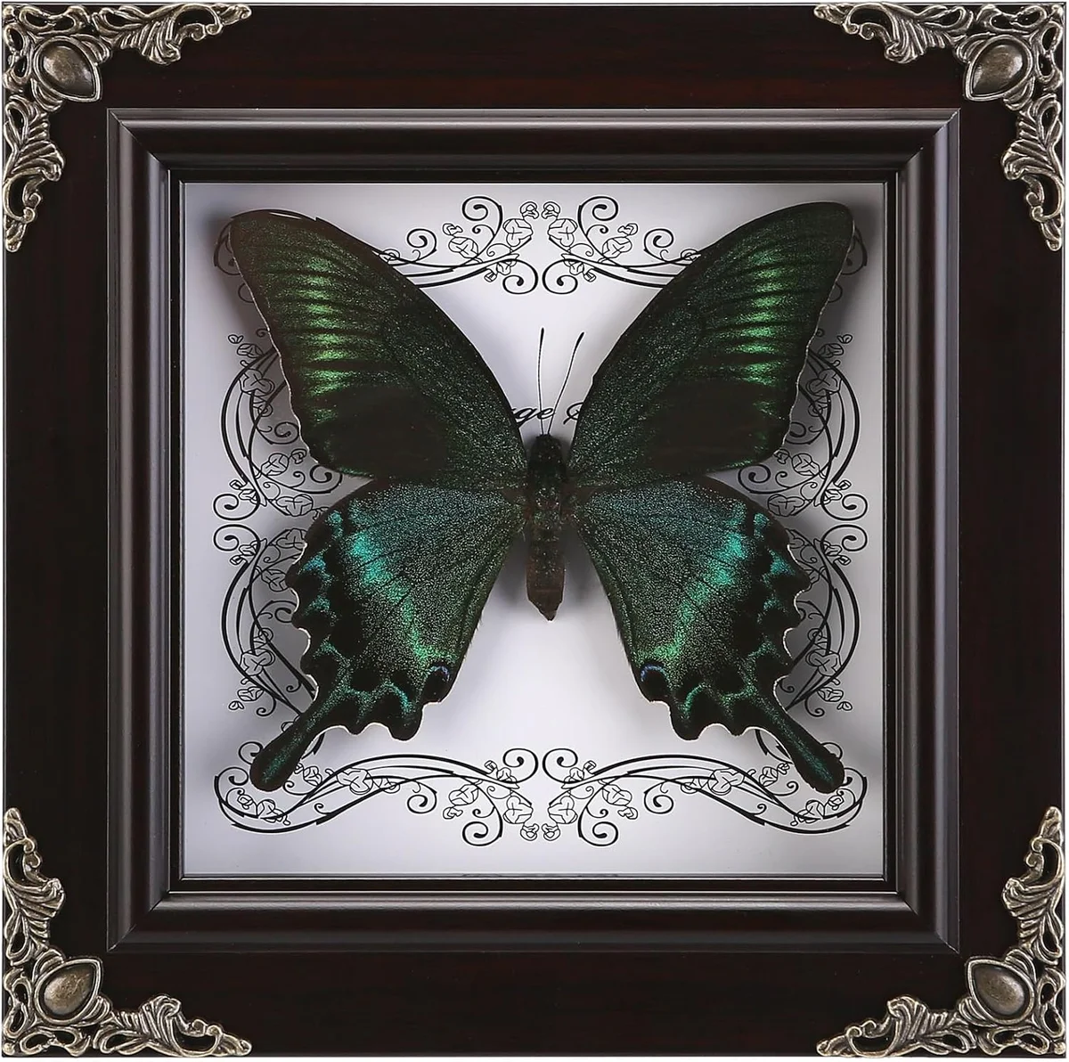 Real butterfly taxidermy mounted in a framed shadow box