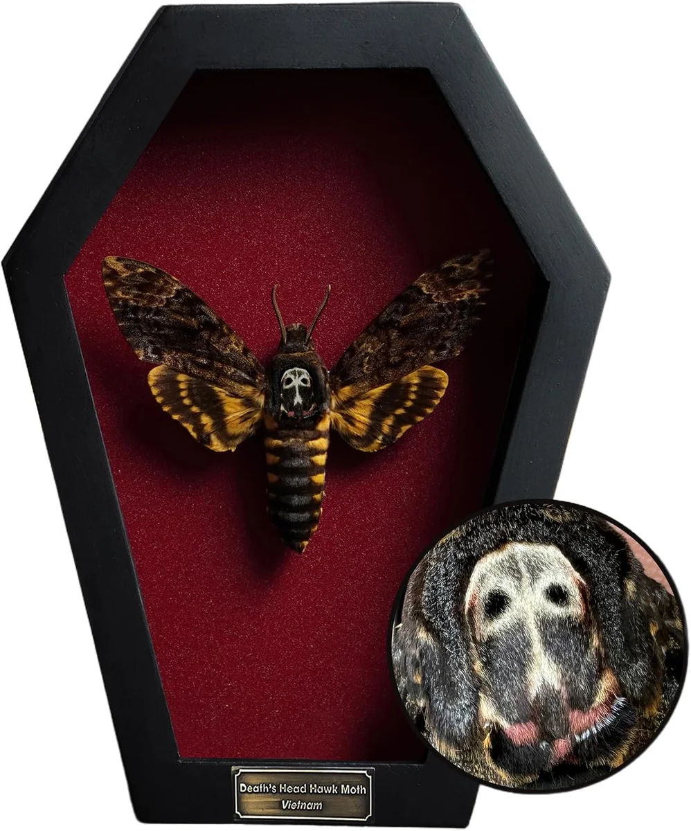 Real preserved Acherontia death's head moth mounted inside a 7-inch black coffin-shaped shadow box display with white skull marking visible on thorax