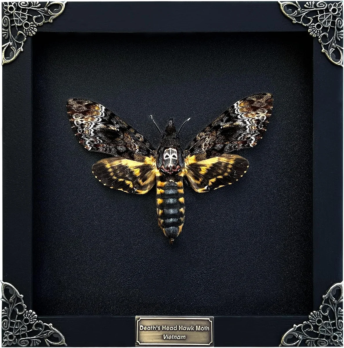 Handmade wooden shadow box displaying a preserved Acherontia death's-head moth specimen with the distinctive skull pattern on its thorax