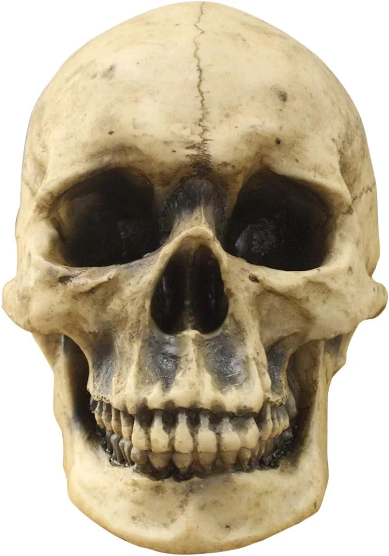 A life-size 8.5-inch resin faux human skull in weathered bone color, posed as tabletop home decor