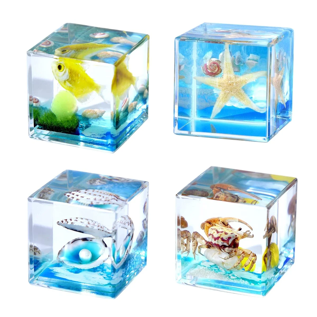 Four preserved marine specimens suspended in clear resin cubes