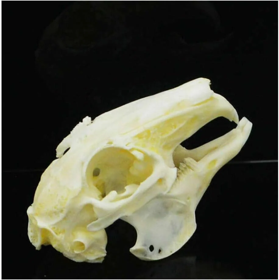 Real cleaned cottontail rabbit skull taxidermy specimen showing natural bone color, prominent incisor teeth, and full cranial detail, sold as an animal bone science collection piece
