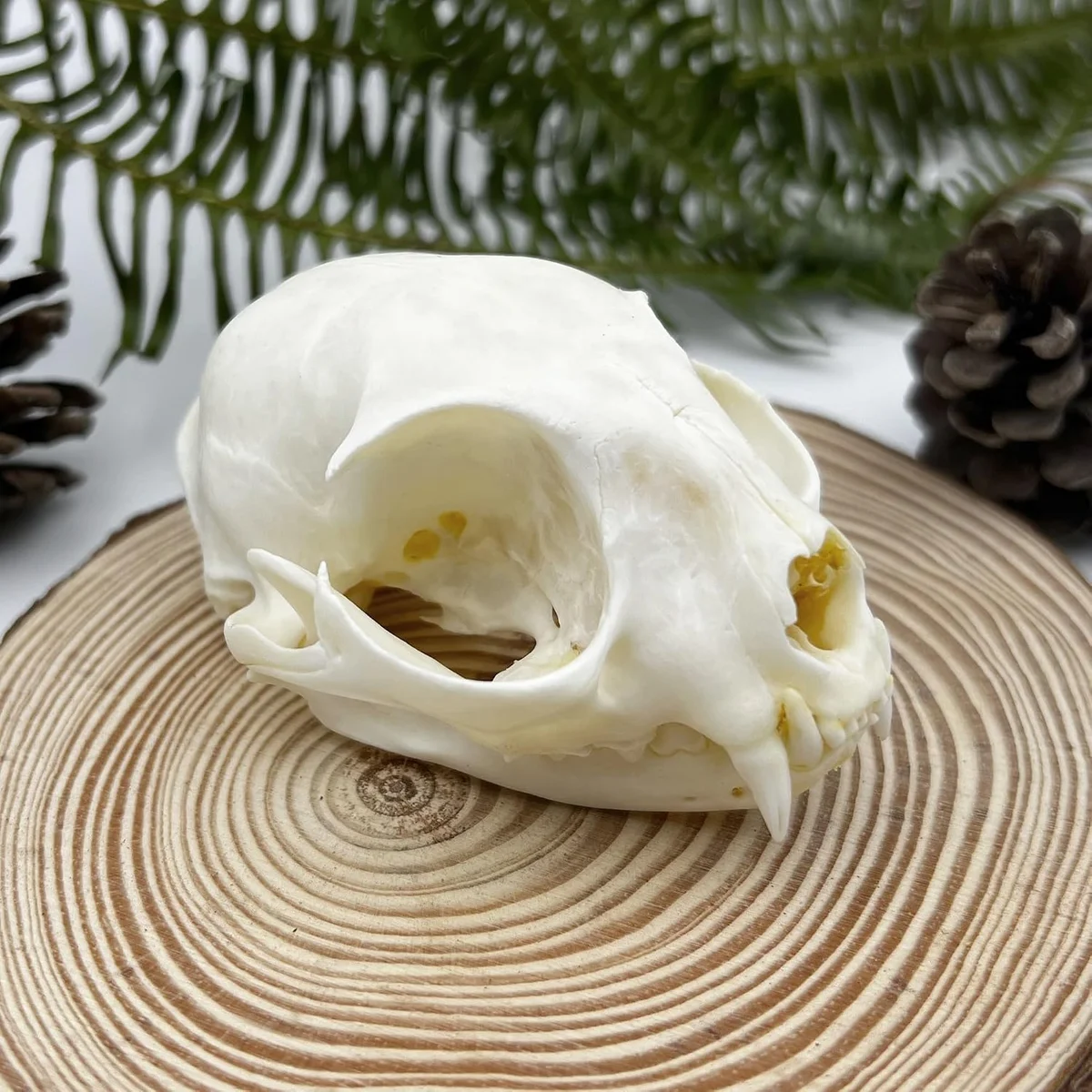 Real cleaned feline (cat) skull specimen shown from multiple angles, natural bone color, sold as a taxidermy science collection piece