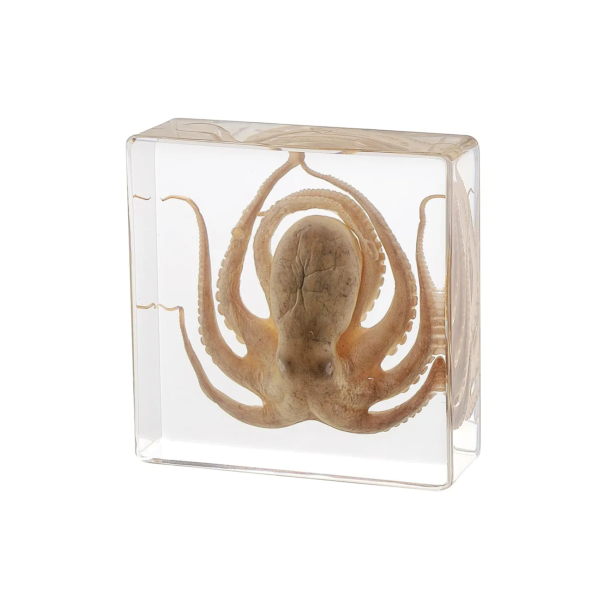 A small real octopus specimen preserved inside a clear rectangular block of resin, sized about three by three by one inch