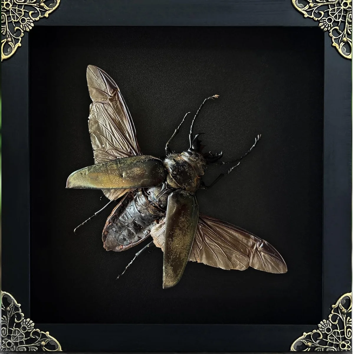 Real preserved stag beetle taxidermy specimen pinned inside a 6.3-inch black square shadow-box frame, large mandibles visible, suitable for wall hanging or tabletop display