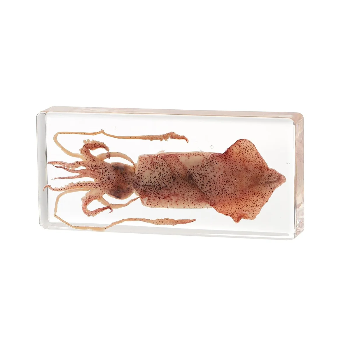 Real squid specimen preserved in clear resin block