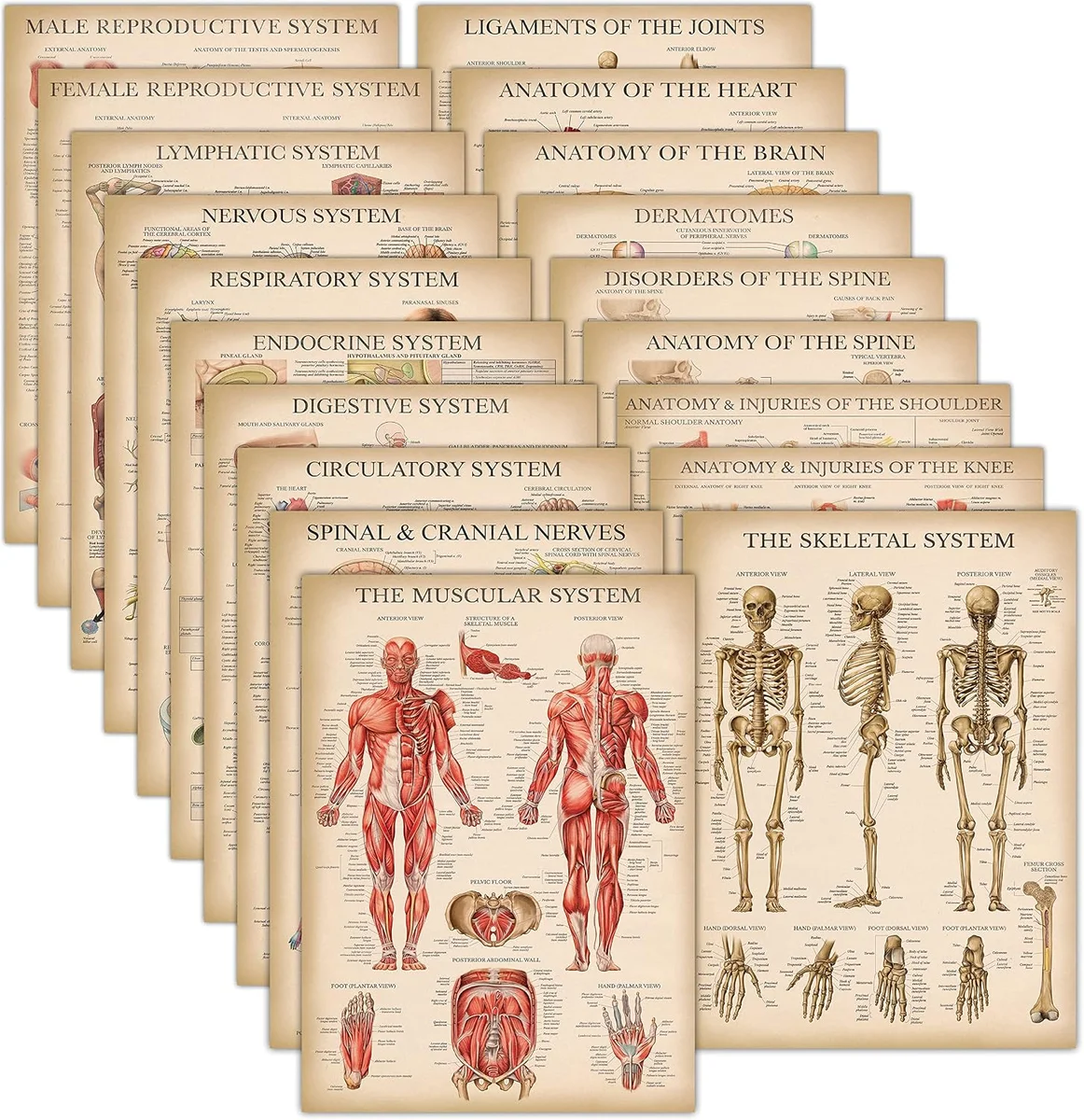 Set of 19 laminated vintage anatomy reference posters displaying skeletal, muscular, circulatory, nervous, digestive, respiratory, endocrine, and lymphatic human body systems, each measuring 18 by 24 inches