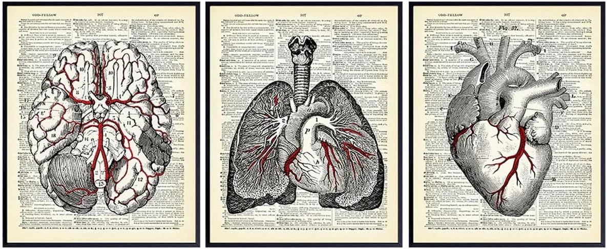 Set of vintage anatomy organ prints from dictionary pages